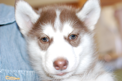 シベリアンハスキーの子犬の写真201401141