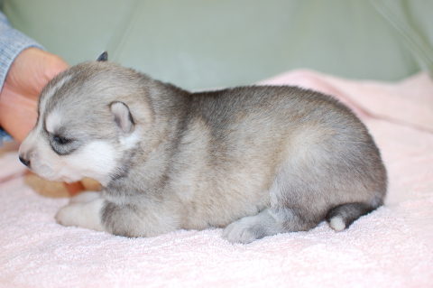 シベリアンハスキーの子犬の写真201403195-2