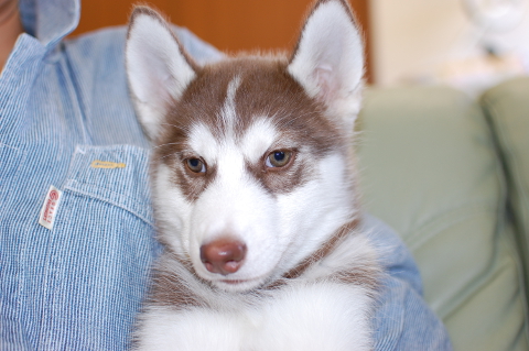 シベリアンハスキーの子犬の写真201401141