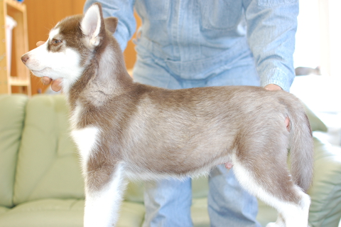 シベリアンハスキーの子犬の写真201401141-2