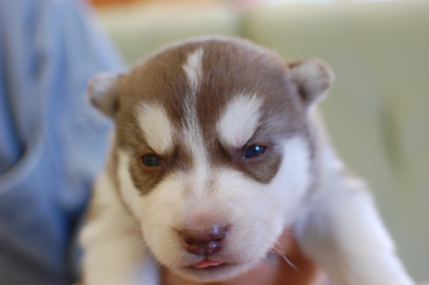 シベリアンハスキーの子犬の写真201403193