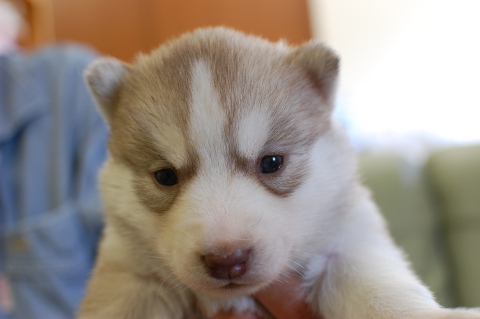 シベリアンハスキーの子犬の写真201403196