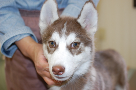 シベリアンハスキーの子犬の写真201401141