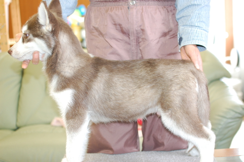 シベリアンハスキーの子犬の写真201401141-2