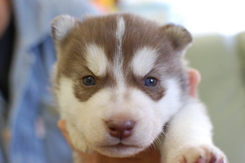 シベリアンハスキーの子犬の写真201403193