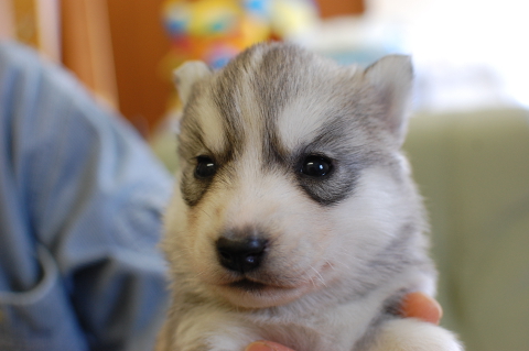 シベリアンハスキーの子犬の写真201403195