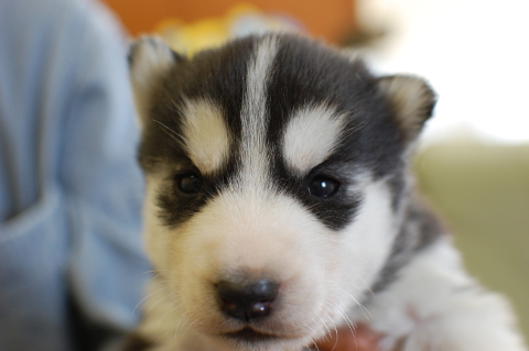 シベリアンハスキーの子犬の写真201403191