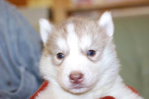 シベリアンハスキーの子犬の写真201403196