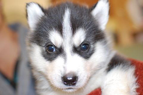 シベリアンハスキーの子犬の写真201403192
