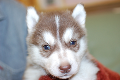 シベリアンハスキーの子犬の写真201403193