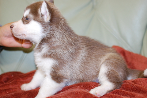 シベリアンハスキーの子犬の写真201403193-2