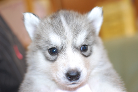 シベリアンハスキーの子犬の写真201403195