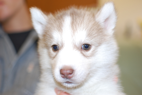 シベリアンハスキーの子犬の写真201403196