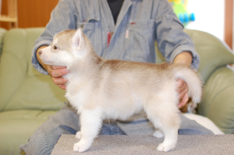 シベリアンハスキーの子犬の写真201403196-2