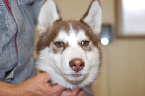 シベリアンハスキーの子犬の写真201401141