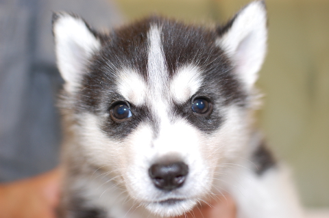 シベリアンハスキーの子犬の写真201403192