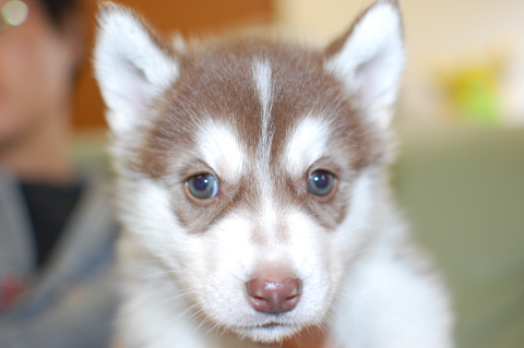 シベリアンハスキーの子犬の写真201403193
