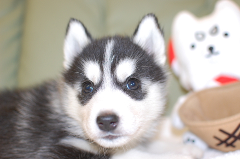 シベリアンハスキーの子犬の写真201403191