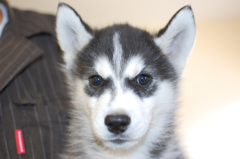 シベリアンハスキーの子犬の写真201403192