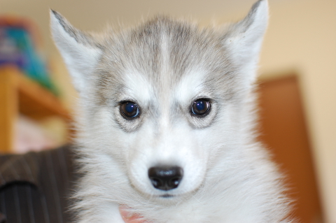 シベリアンハスキーの子犬の写真201403195