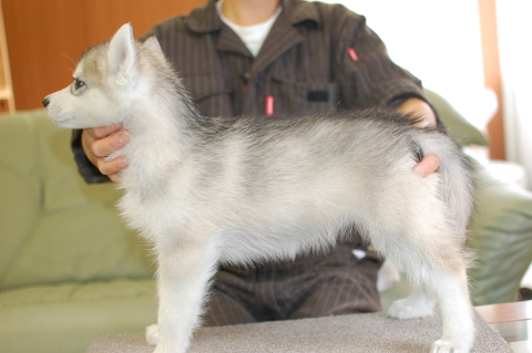 シベリアンハスキーの子犬の写真201403195-2
