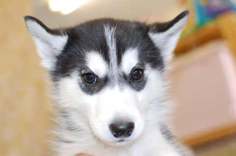 シベリアンハスキーの子犬の写真201403191