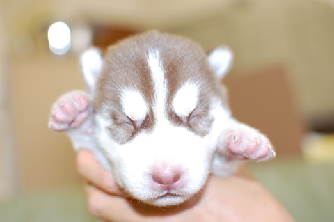 シベリアンハスキーの子犬の写真201408262