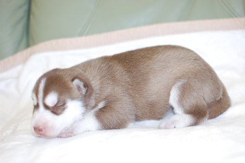 シベリアンハスキーの子犬の写真201408262-2