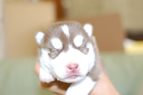 シベリアンハスキーの子犬の写真201408263