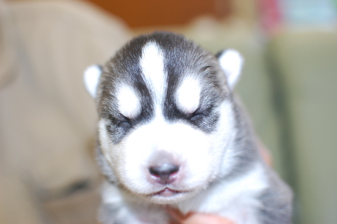 シベリアンハスキーの子犬の写真201408261