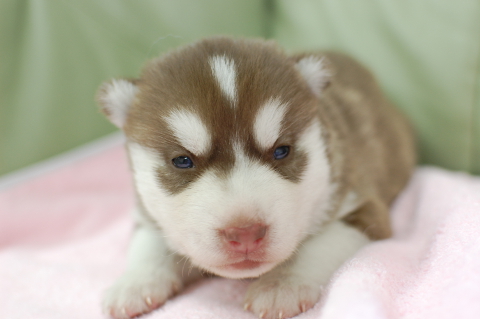 シベリアンハスキーの子犬の写真201408263