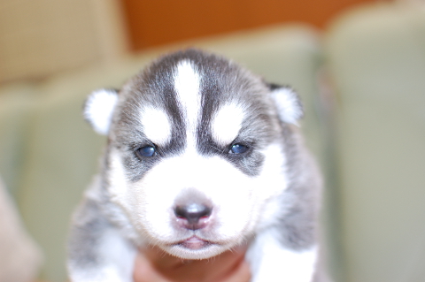 シベリアンハスキーの子犬の写真201408261