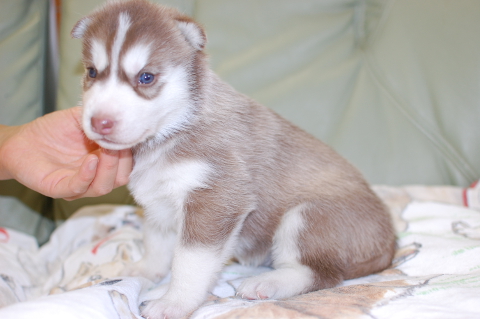 シベリアンハスキーの子犬の写真201408262-2