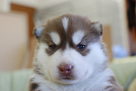 シベリアンハスキーの子犬の写真201408263