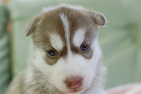 シベリアンハスキーの子犬の写真201408262