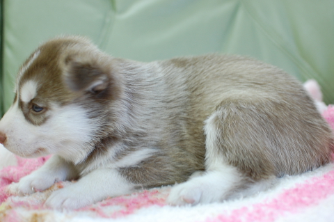 シベリアンハスキーの子犬の写真201408262-2