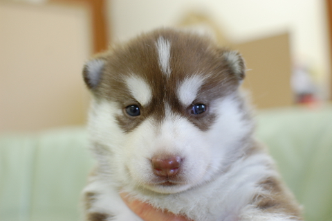 シベリアンハスキーの子犬の写真201408263