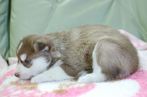 シベリアンハスキーの子犬の写真201408263-2