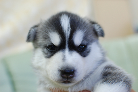 シベリアンハスキーの子犬の写真201408261