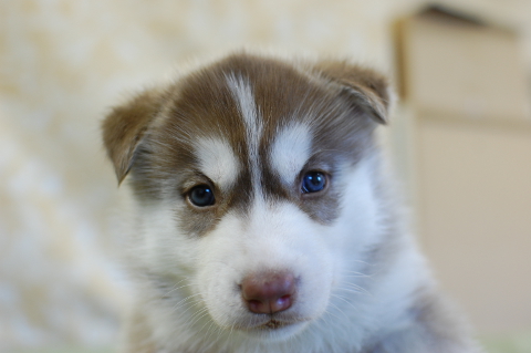 シベリアンハスキーの子犬の写真201408262