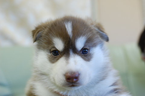 シベリアンハスキーの子犬の写真201408263