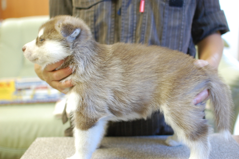 シベリアンハスキーの子犬の写真201408263-2