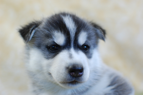 シベリアンハスキーの子犬の写真201408261