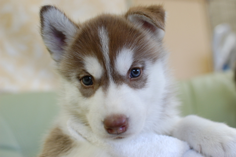 シベリアンハスキーの子犬の写真201408262