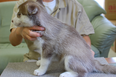 シベリアンハスキーの子犬の写真201408262-2