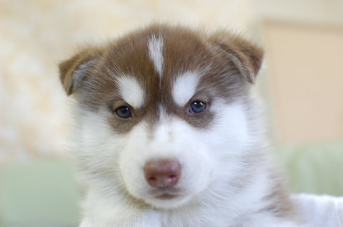 シベリアンハスキーの子犬の写真201408263