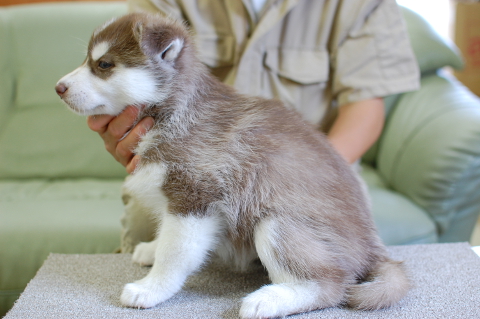 シベリアンハスキーの子犬の写真201408263-2