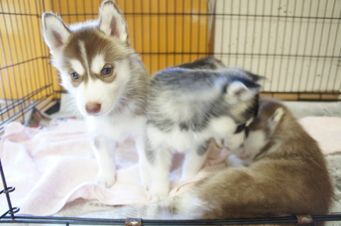 シベリアンハスキーの子犬たちの写真