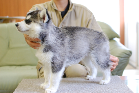 シベリアンハスキーの子犬の写真201408261-2