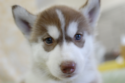 シベリアンハスキーの子犬の写真201408262